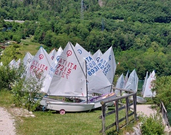 La "foresta di alberi... di Optimist"
